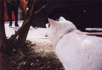 ���̖؂̉���