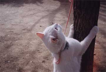 ���̖؂̉��łQ