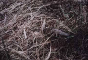 �����̃A�[�g